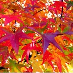 Meet your Posher, Florence